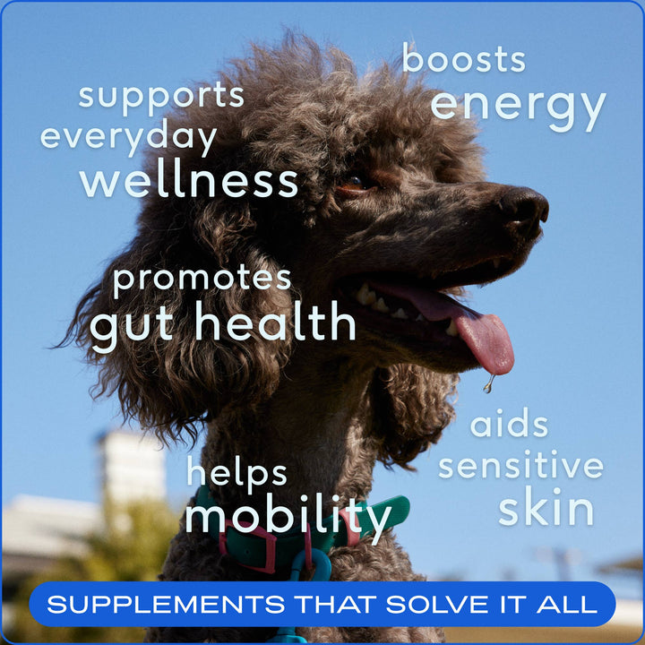 The Daily Powder Supplement, 11-in-1 Multivitamins for Dogs: 7oz