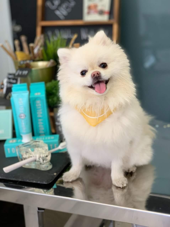 Puppy Polish Toothpaste - Filet Mignon (Beef)